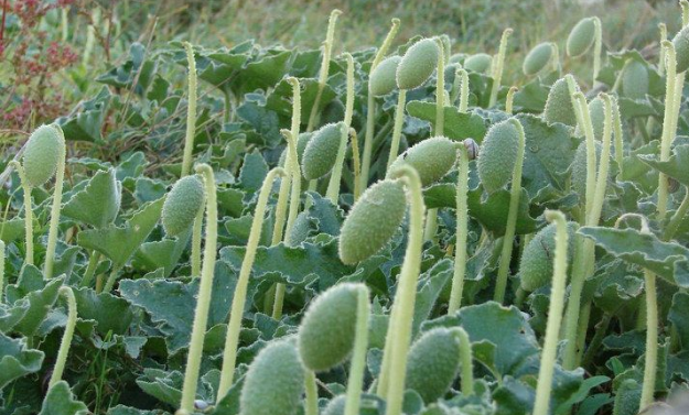 靠弹力传播种子的植物有哪些