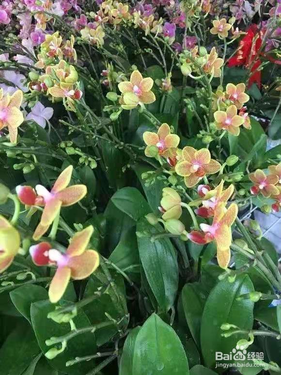 垃圾桶里一堆“贵货”花，丢人也要捡