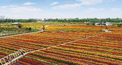 龙泉驿有什么好玩的地方