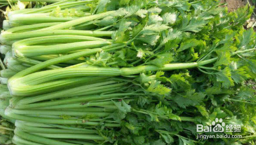 家里有红色的小蚂蚁怎么处理