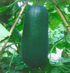 六类体质的夏季养生法