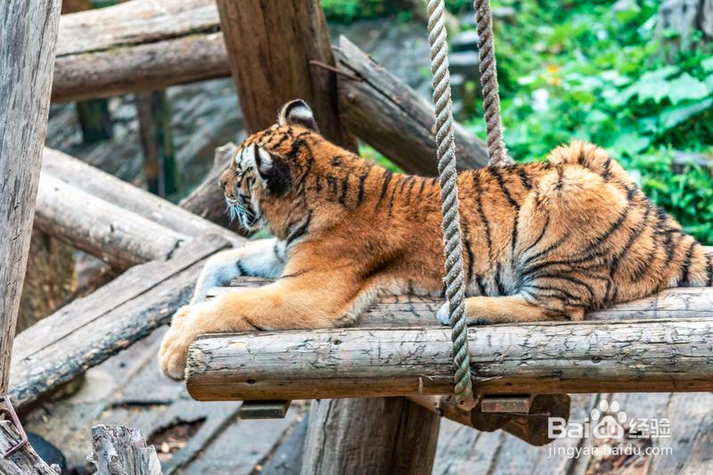 广州长隆野生动物世界攻略6