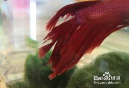 鱼烂尾怎么引起的