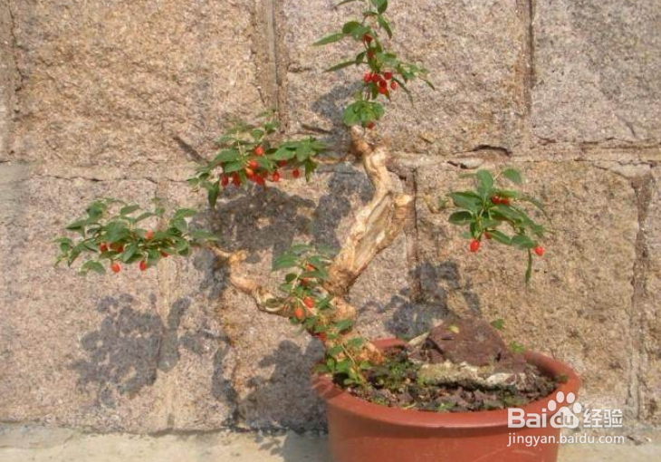 枸杞盆景怎么修剪