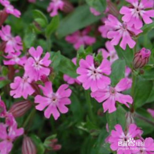 矮雪轮的养殖方法和注意事项