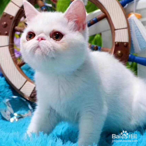 冬天怎么养猫？