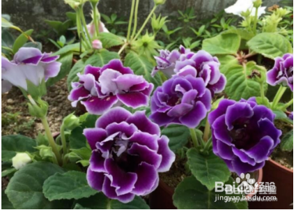 大岩桐花怎么养