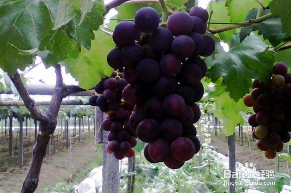 你喜欢吃这些水果吗?