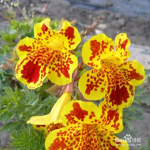 在日常生活中该如何养猴面花？