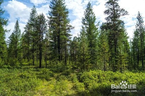 初中生物：我国主要的植被类型