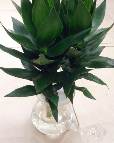 室内的绿化莲花竹怎么养护？