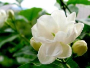 告诉你生活用品驱蚊小妙招