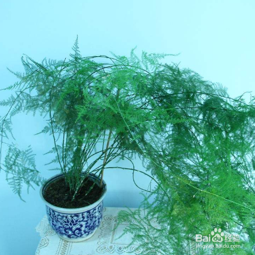 文竹适合深盆还是浅盆