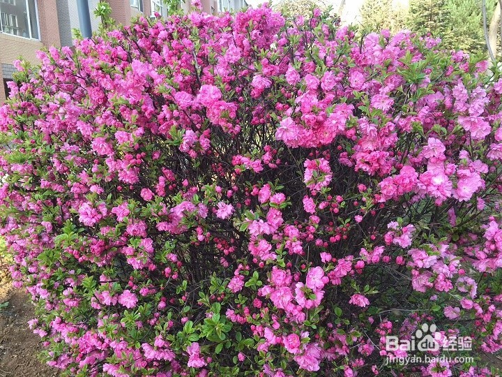 为什么有的花是在春季开花
