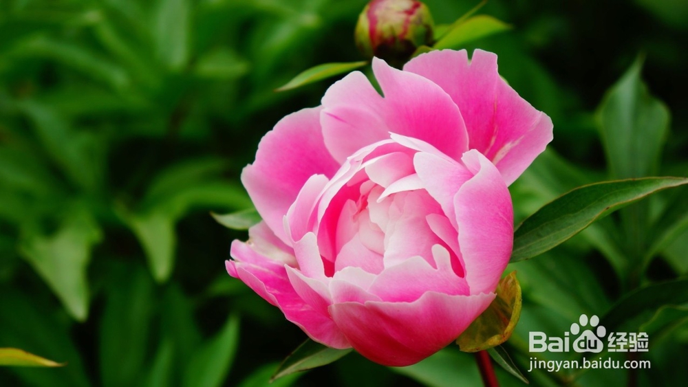 芍药花期管理和日常管理