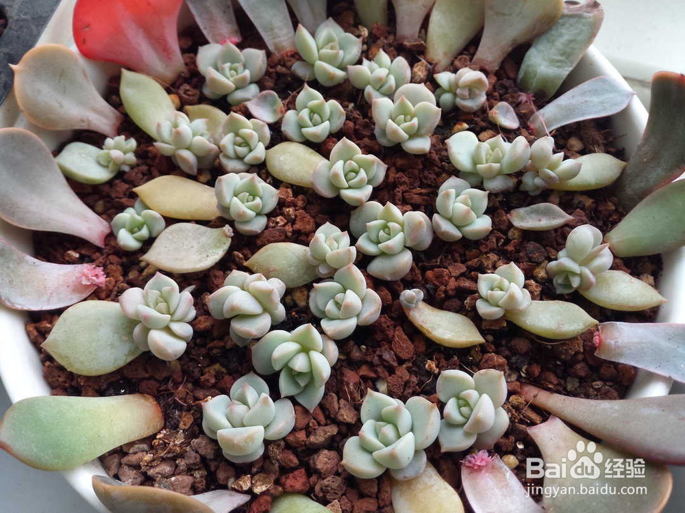 冬天多肉叶片扦插方法
