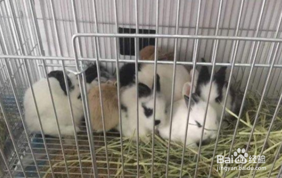 猫猫兔宝宝怎么养