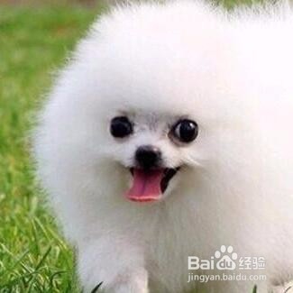 狗沐浴露怎么稀释