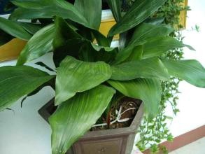 一叶兰的养殖方法和注意事项