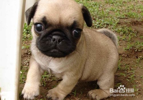 如何快速区分巴哥 和斗牛