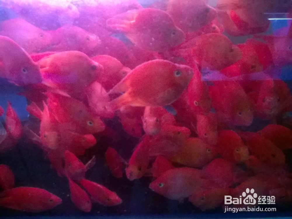 分享下热带鱼血鹦鹉常见病--水酸
