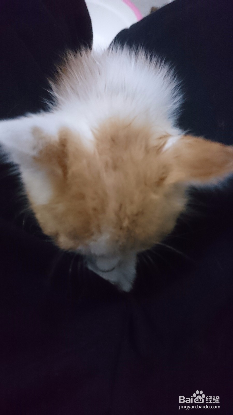 养猫的好处与坏处有哪些?