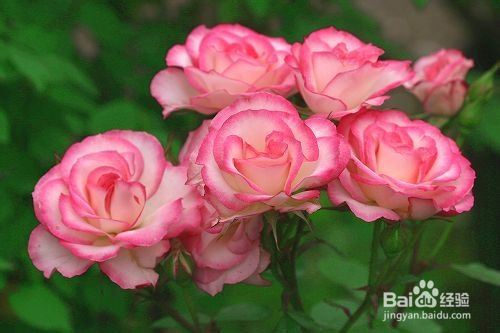 月季花养殖方法