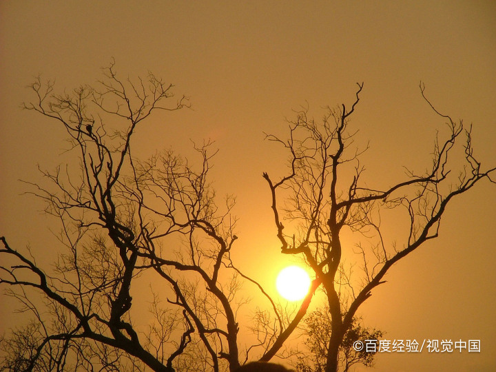 夏天家里热怎么养猫