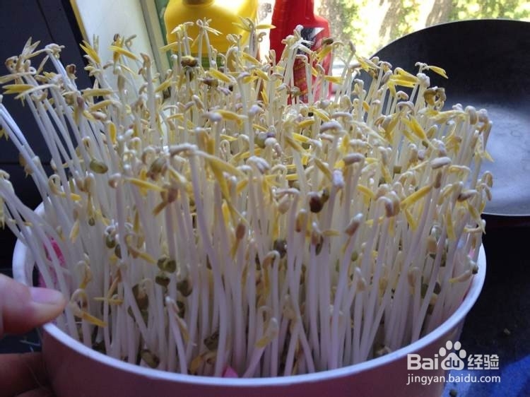 如何发纯正的绿豆豆芽更健康