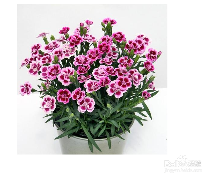 石竹的种植方法和注意事项