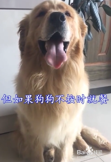 狗狗感染寄生虫有哪些表现及危害?