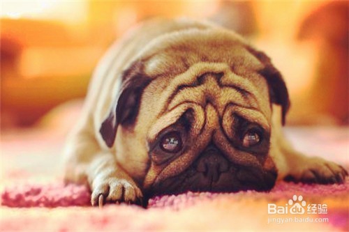 如何才能避免被狗咬伤