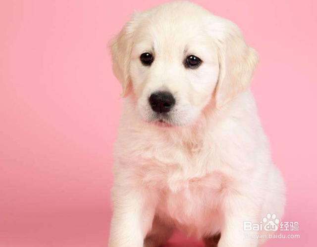 狗尿味一天会消散吗？