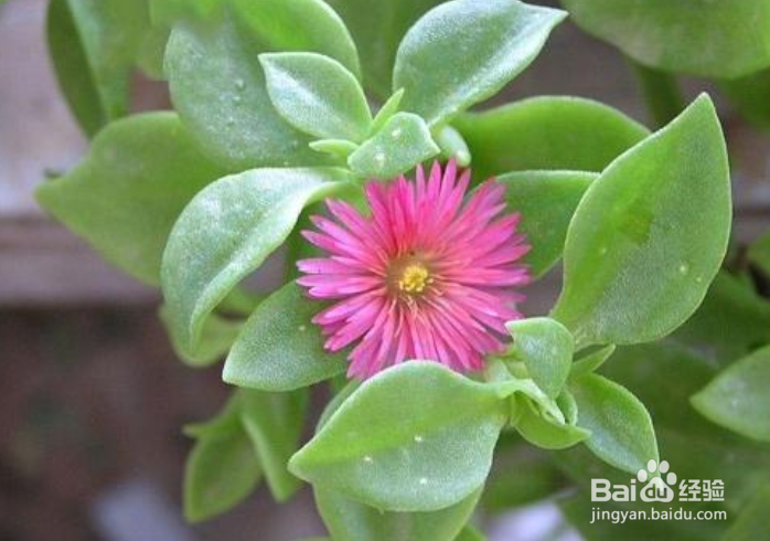 心叶日中花怎么扦插