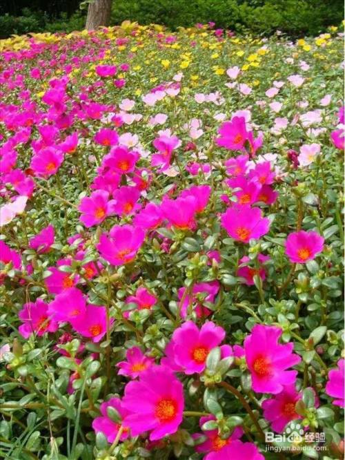 可以自生自长的花 种子掉土里就活 百度经验