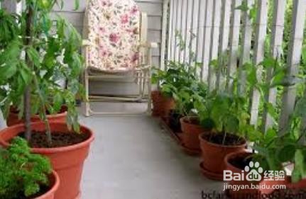 阳台如何种植蔬菜