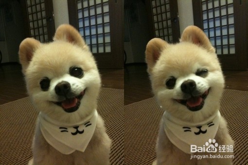 博美犬好养吗?快看——傲娇小公主养成记~