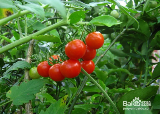 <b>西红柿根腐黄叶的症状有什么？如何防治</b>