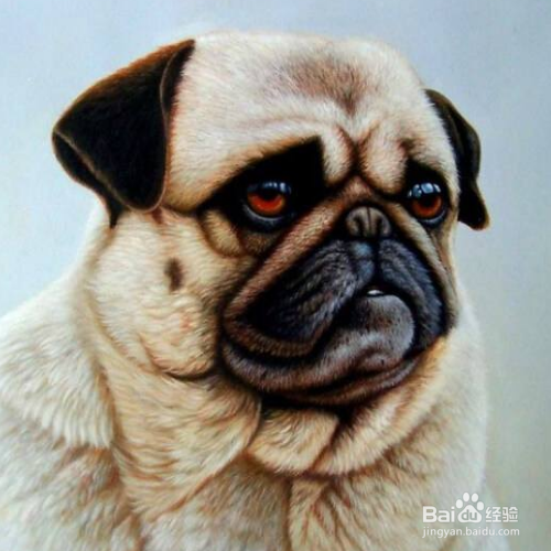 训练狗狗的正确方法和错误方法有哪些？