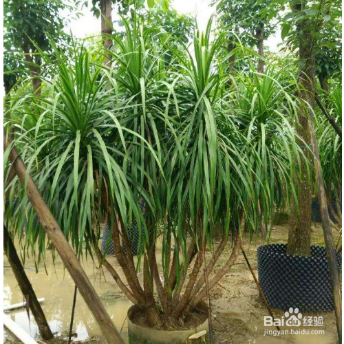 龙血树茎秆掉皮腐烂应该怎么办？