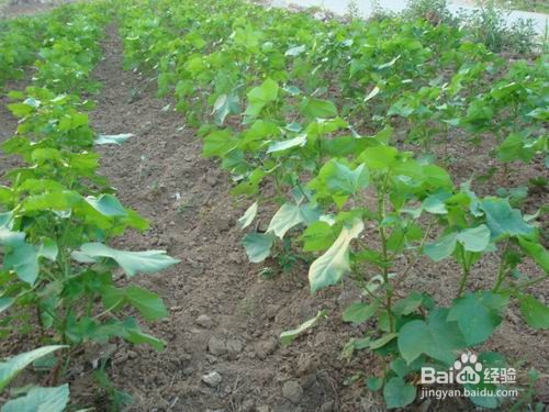 棉花妈妈是怎样传播种子的