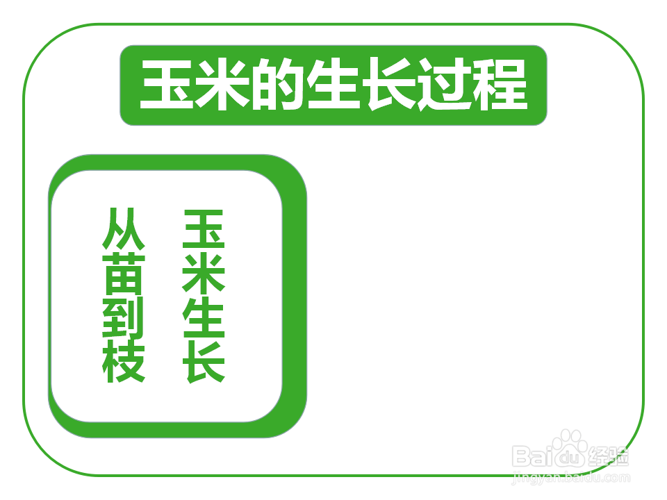 玉米的生长过程手抄报