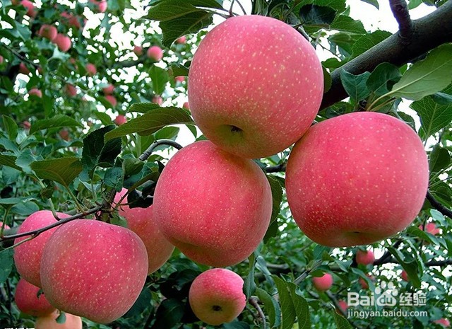<b>苹果树根腐病的发病类型和发生规律及防治方法</b>