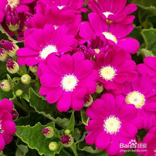 瓜叶菊有毒吗？