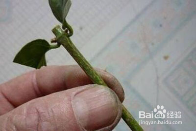 茉莉插枝方法