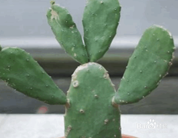 仙人掌的施肥要点