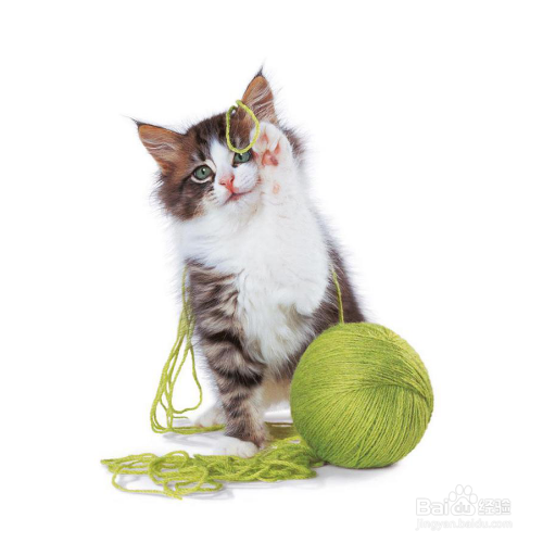 猫咪呕吐黄水怎么办
