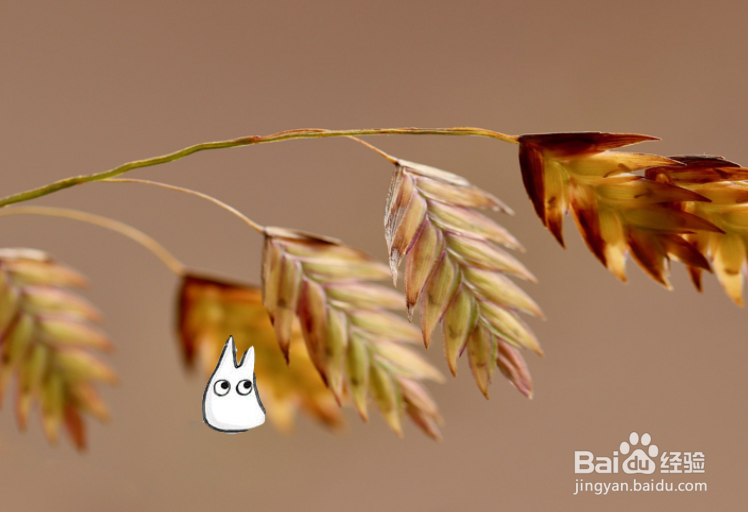 如何在ps中使用套索类工具