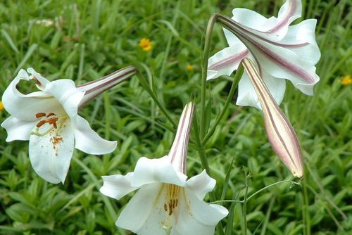 野外被困能够救命的几种植物