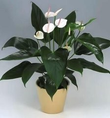 如何莳养风姿雅致的白鹤芋?